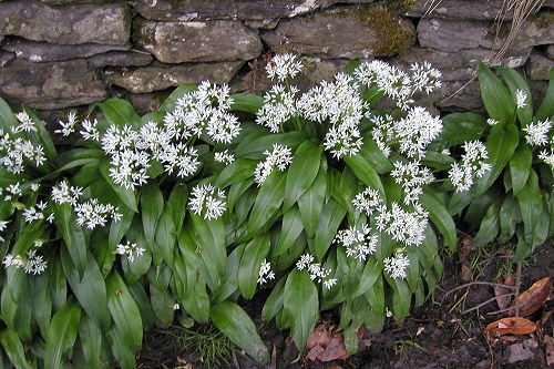 ramsons